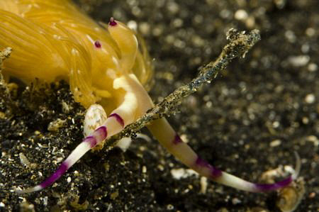 Pteraeolidia ianthinia by Miro Polensek 