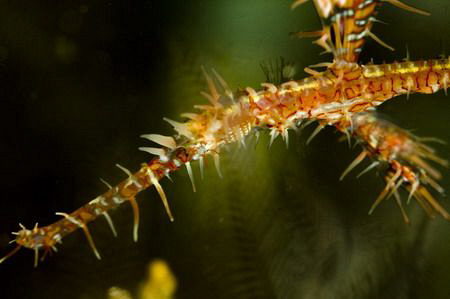 Solenostomus paradoxus by Miro Polensek 