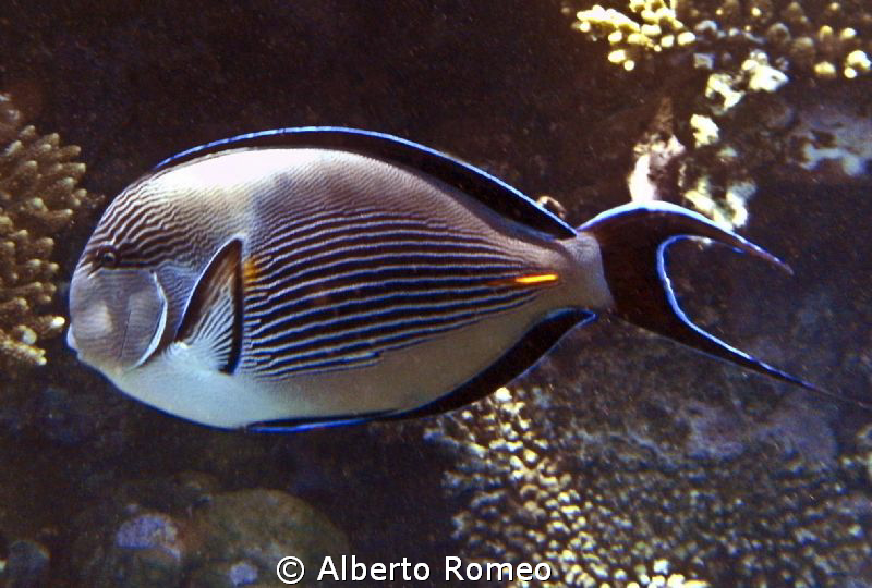 Portrait of Surgeon fish ( Acanthurus sohal) by Alberto Romeo 