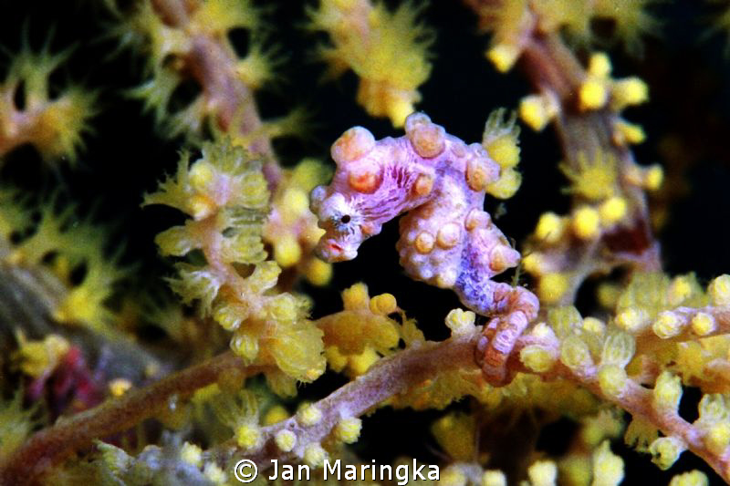 hippocampus bargibanti by Jan Maringka 
