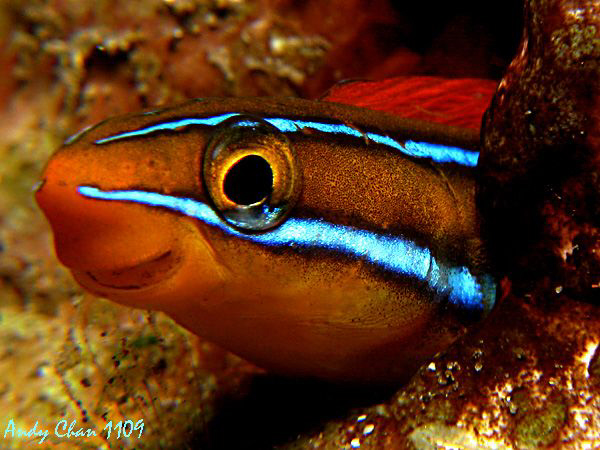 Bluestriped Fangblenny - Amed
Canon G9 + Nikonos SB 105 ... by Andy Chan 