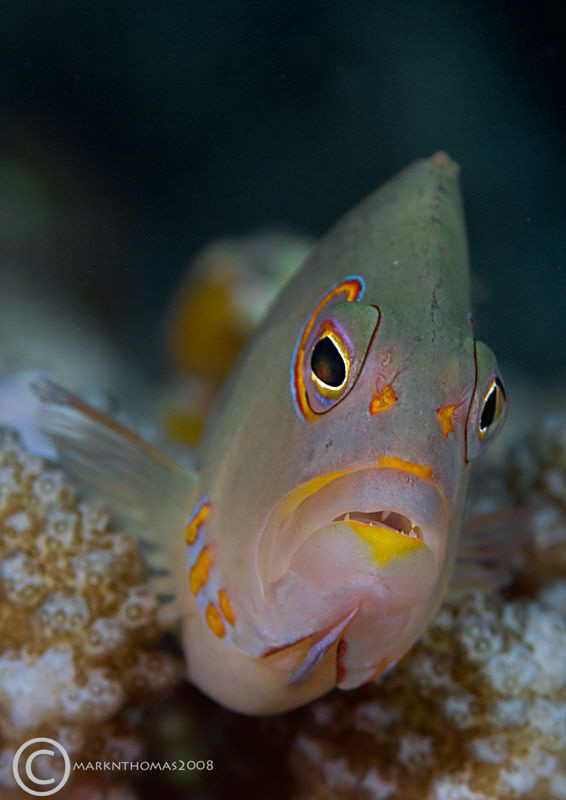 Ring-eye Hawkfish.
Bunaken, Dec 2007.
D200 60mm. by Mark Thomas 