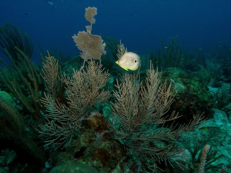 Four Eye Buterfly fish swiming @ Reef.  Dive Site "Hole i... by Frankie Rivera 