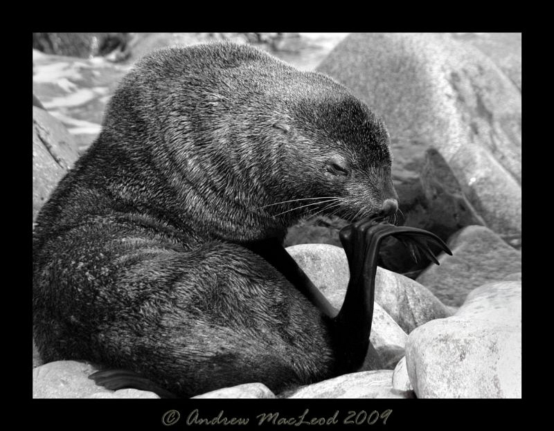 thinking man or picking your nose.... hmmmm by Andrew Macleod 