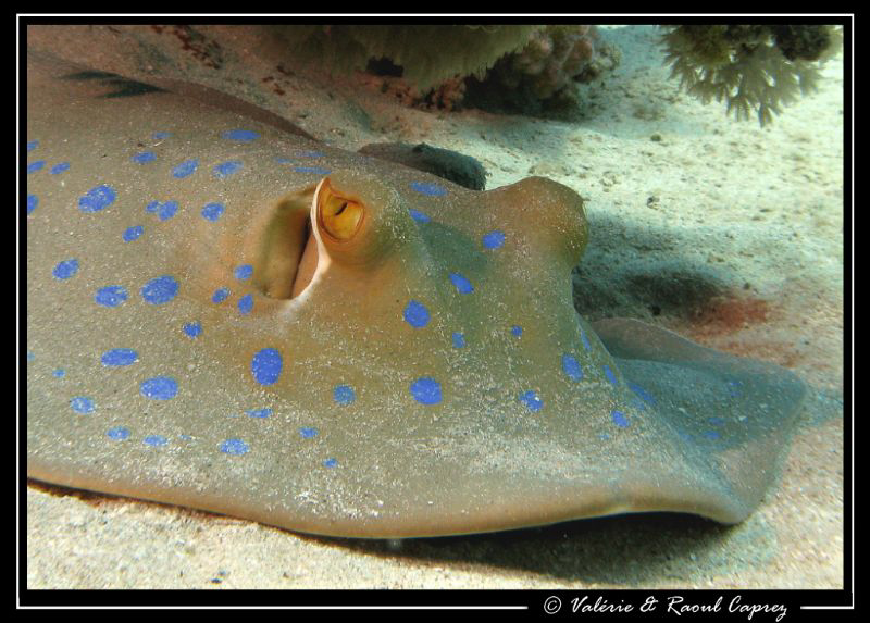 Sleeping Taeniura lymna :-) by Raoul Caprez 