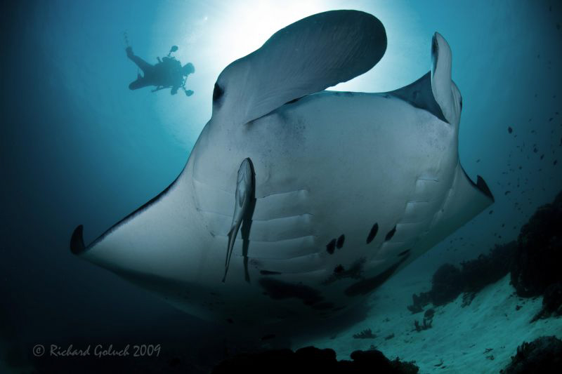 Manta and a diver-Manta point Raja Ampat-Canon 5D MK II-1... by Richard Goluch 