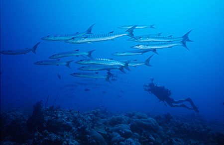 Sudan,Shaab Rumi Nikonos 5 ,15mm Lens.
Unbelievable dive... by Tunc Yavuzdogan 