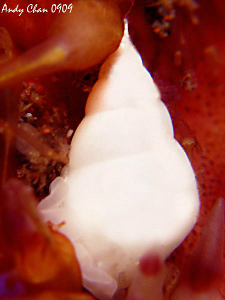 Fire Urchin Shell less than 1 cm - Seraya Secret
Canon G... by Andy Chan 