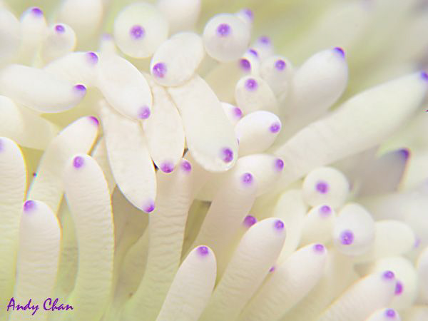 White Anemone - Tulamben
Canon G9 + Nikonos SB 105 + Ino... by Andy Chan 