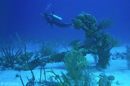 Diver and Anchor - Grand Turk, Turks and Caicos Islands, ... by Pauline Jacobson 