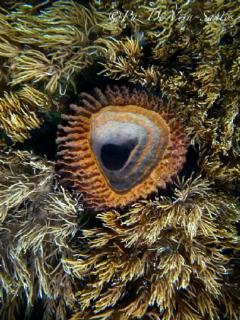 Basket sponge amidst the soft corals by Paz Maria De Vera-Santos 