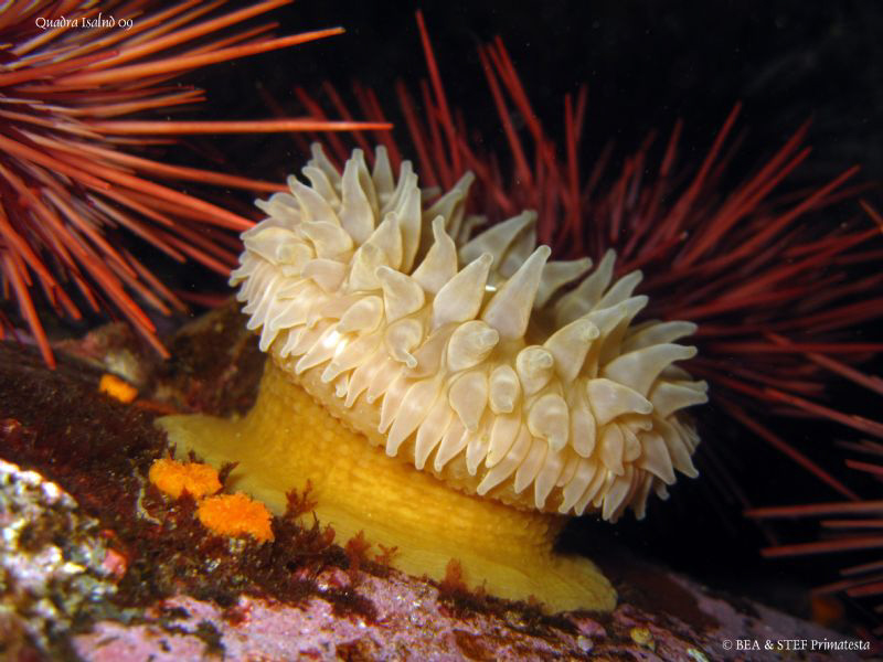 Anemone, Urticina crassicornis. Quadra Island, BC. Canon ... by Bea & Stef Primatesta 