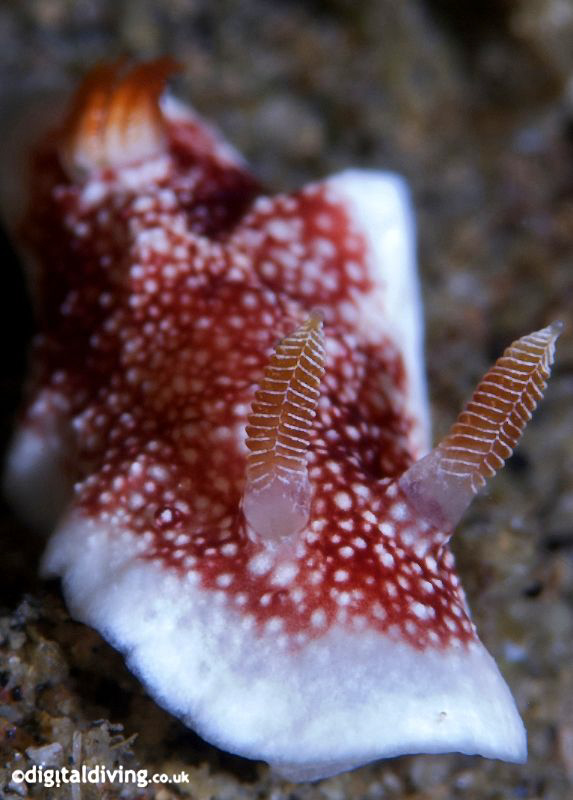 Portrait study of Nudibranch (Chromodoris reticulata) by David Henshaw 