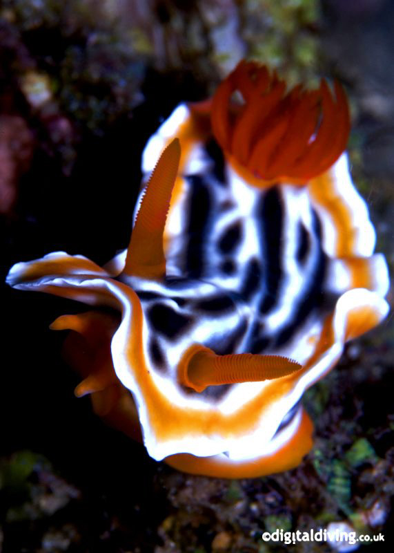 Portrait image of Nudibranch (Chromodoris magnifica) by David Henshaw 