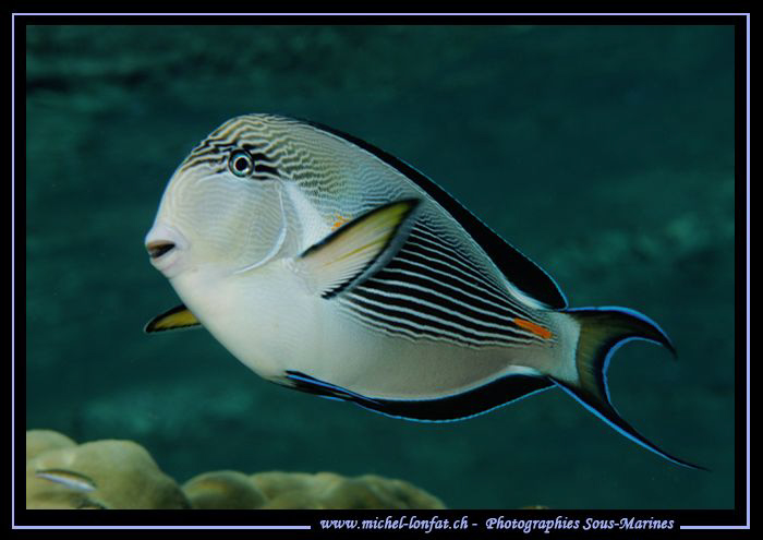 Poisson Chirurgien Zébré.... Que du bonheur... :O)... by Michel Lonfat 