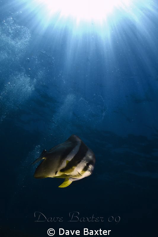 Batfish on the Lena by Dave Baxter 