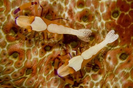 imperator commensa shrimps onsea cucumber by Miro Polensek 