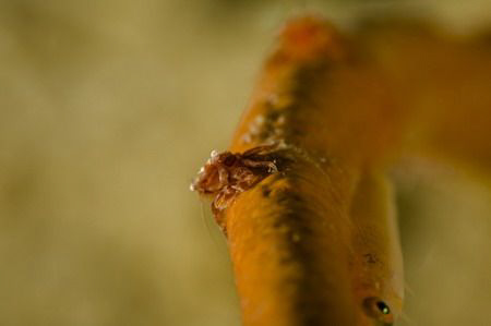 taken with macro 100 mm by Miro Polensek 