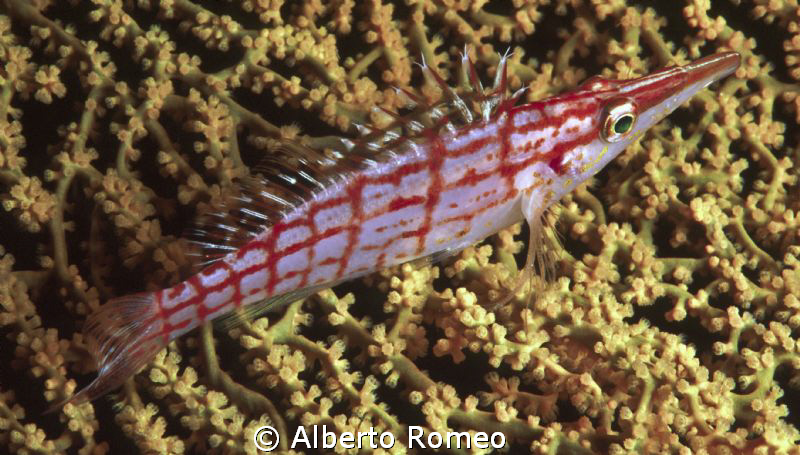 Portrait of a Longnose Hawkfish (Oxycrrhitus typus) by Alberto Romeo 