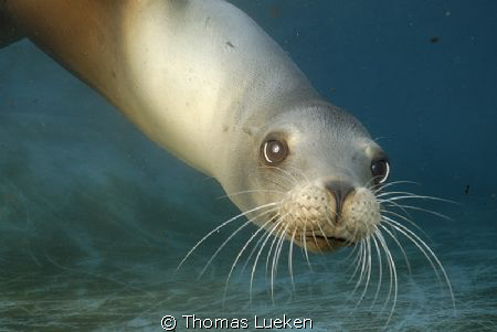 another curios sea lion; d200 by Thomas Lueken 