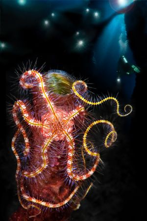 Starry Starry Night - Composite of elements from the Solo... by Erin Quigley 