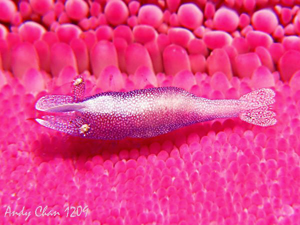 Sea Star Shrimp ( Periclimenes soror ) - Padang Bai
Cano... by Andy Chan 