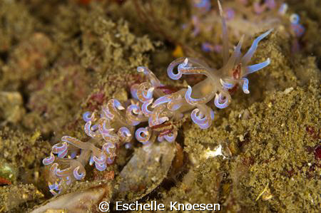 Nudi? by Eschelle Knoesen 