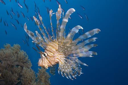 Lionfish taken at Beqa Lagoon, Fiji.  D-70 in Ikelite hou... by Josh Dexter 