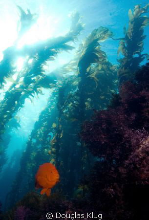 California Jewel. A Garibaldi against the kelp forest at ... by Douglas Klug 