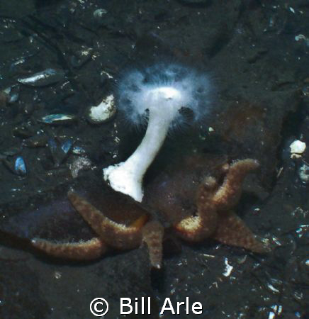 Not sure what is going on here.  Hood Canal, Puget Sound.... by Bill Arle 