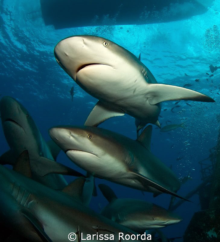 A crowd. by Larissa Roorda 
