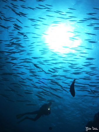 Among barracudas. 

Taken with Olympus E-20 in Titan ho... by Istvan Juhasz 