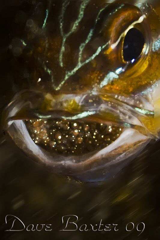 western cardinal fish mouth brooding by Dave Baxter 
