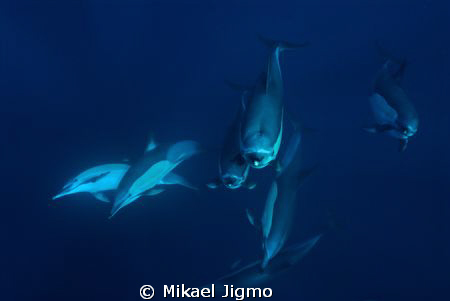 Hello, who are you? by Mikael Jigmo 