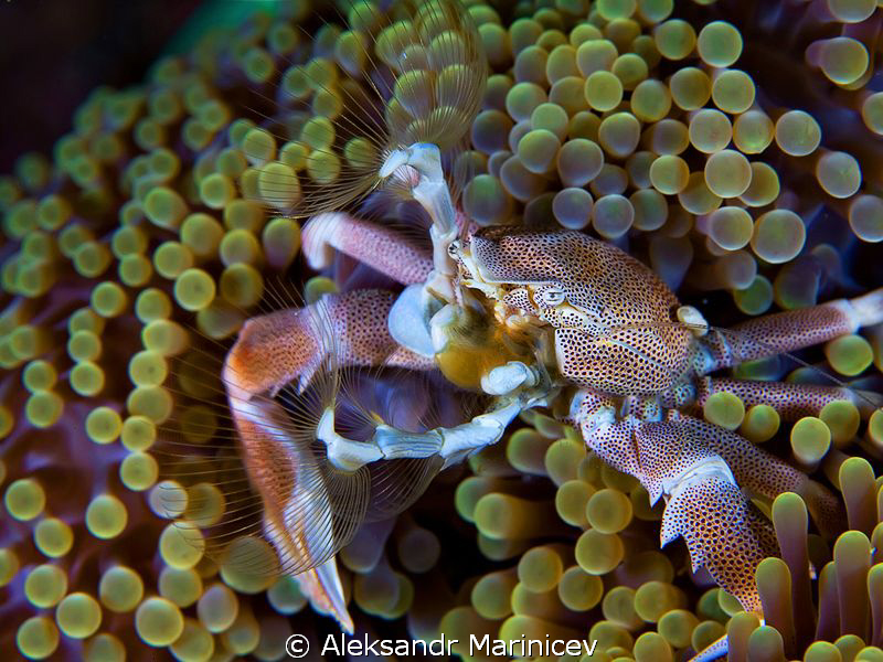 Porcelane crab with fans by Aleksandr Marinicev 