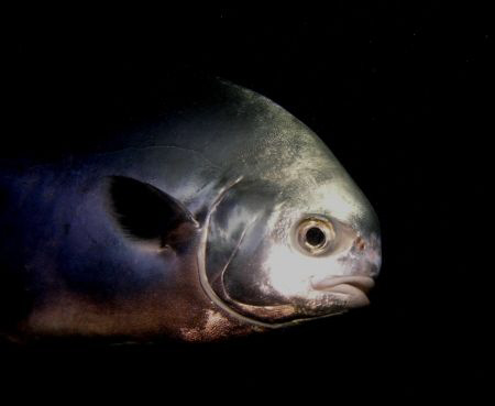 A curious Permit (Trachinotus falacus) just before sunset... by Thomas Dinesen 