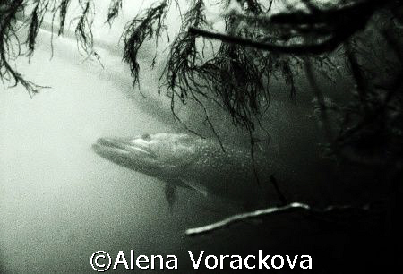 Late summer in dam Czech Republic, this pike was over 1 m... by Alena Vorackova 