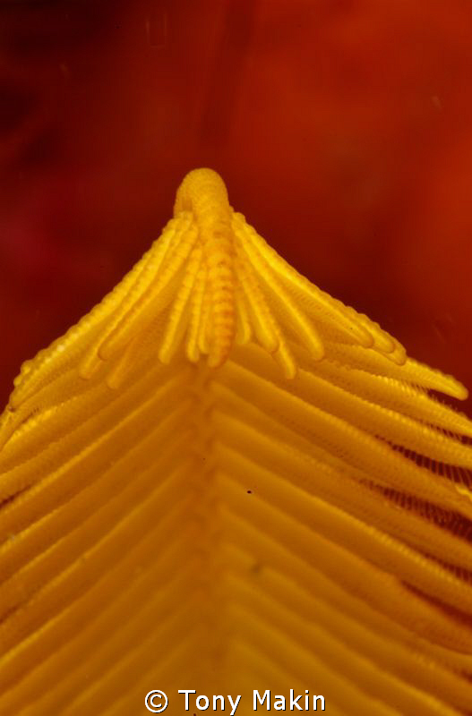 crinoid abstract by Tony Makin 