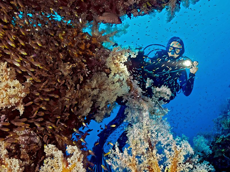 Diver's visiting a rich overgrown table coral with a huge... by Henry Jager 
