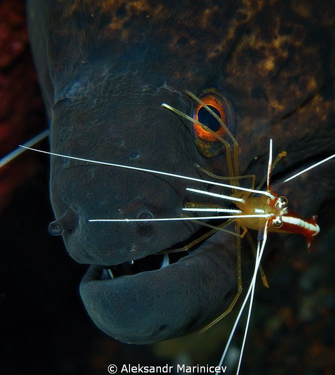 Murena & White-blended cleaner shrimp by Aleksandr Marinicev 