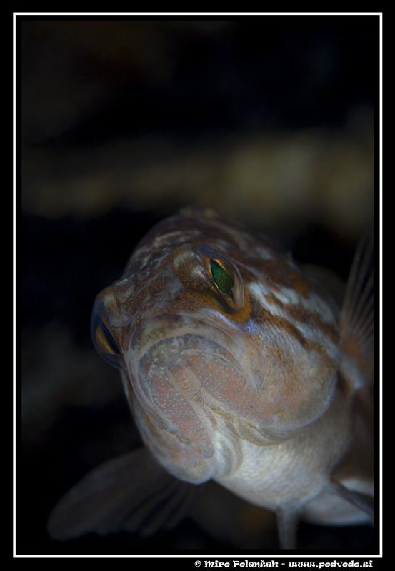 serranus scriba by Miro Polensek 