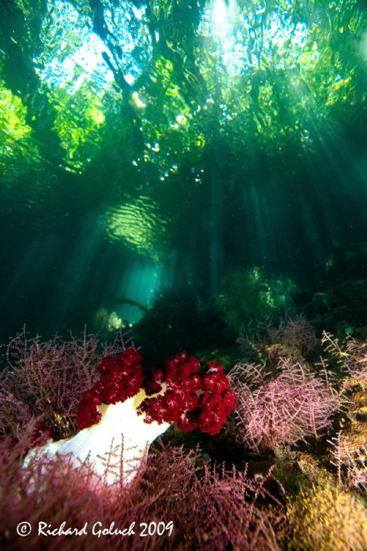 Raja Ampat-The passage-soft coral in late morning-Canon 5... by Richard Goluch 