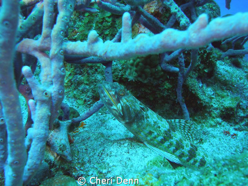 Lizard fish with teeth! by Cheri Denn 