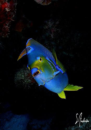 Oh yes the Queen of the Caribbean, this image was taken d... by Steven Anderson 