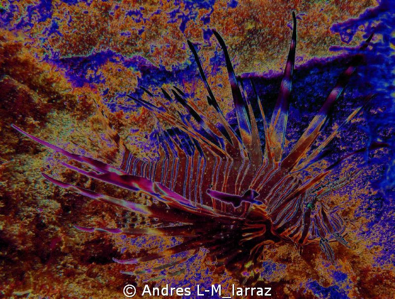 Scorpion fish. by Andres L-M_larraz 