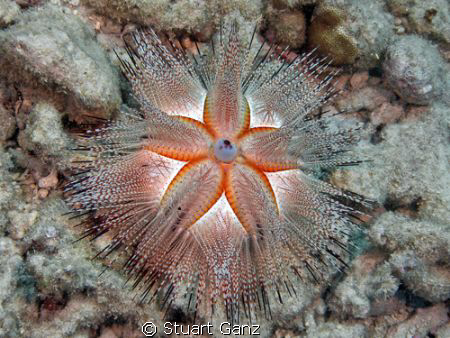 Blue spotted urchin. Taken W/Canon 20D 18-55 mm lens @ F5... by Stuart Ganz 
