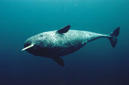 Narwhal Picture was taken with Nikon 801 with 20mm wide a... by Rick Stanley 