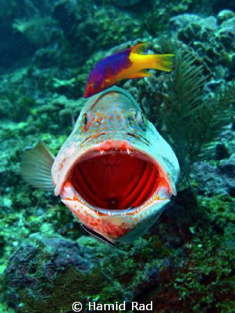 Tiger Grouper cleaned by a Spanish Hogfish. Canon G9/Ikel... by Hamid Rad 