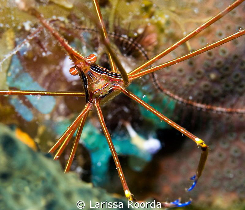 Arrow crab.  105mm. No diopter. by Larissa Roorda 