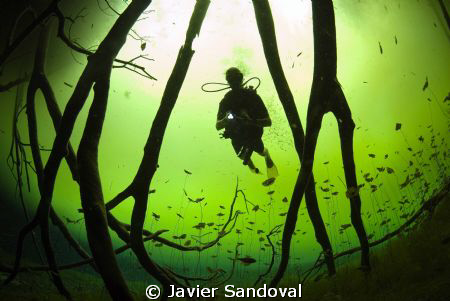 Diver in wonderland !!!!! ;-) by Javier Sandoval 